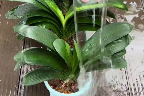 君子兰缺水怎么判断,花盆重量很轻代表水分已经蒸发