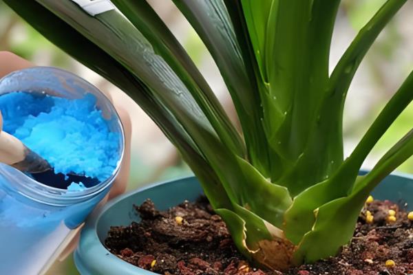 君子兰缺水怎么判断,花盆重量很轻代表水分已经蒸发