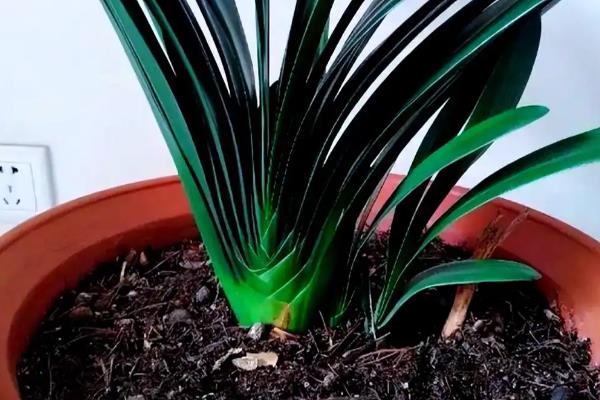 君子兰缺水怎么判断,花盆重量很轻代表水分已经蒸发