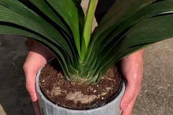君子兰缺水怎么判断,花盆重量很轻代表水分已经蒸发