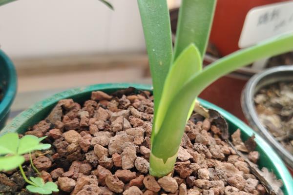 君子兰缺水怎么判断,花盆重量很轻代表水分已经蒸发