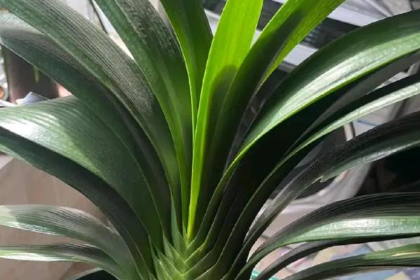 君子兰缺水怎么判断,花盆重量很轻代表水分已经蒸发