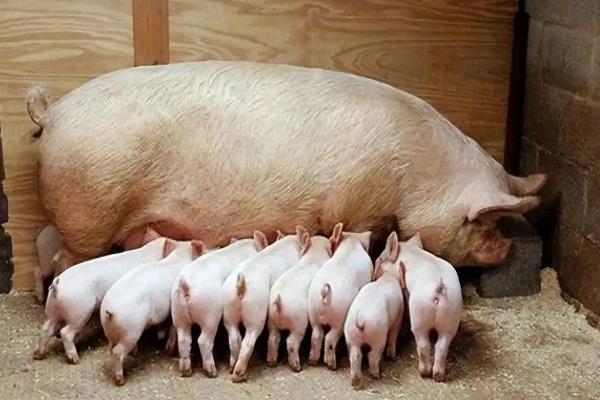 兽用氯前列醇钠的作用，可治疗初产母猪产后不发情