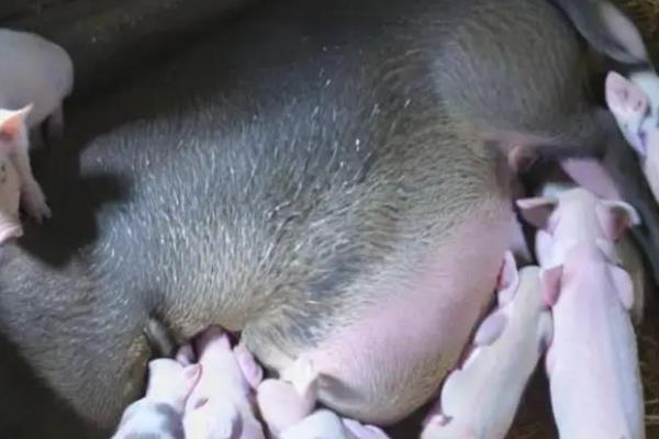 兽用氯前列醇钠的作用，可治疗初产母猪产后不发情