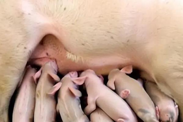 兽用氯前列醇钠的作用，可治疗初产母猪产后不发情