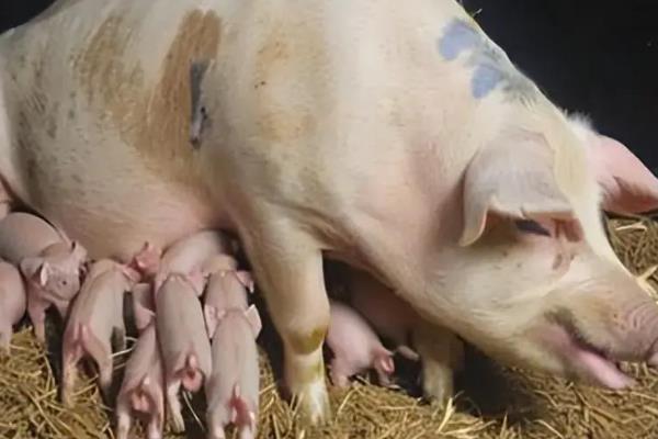 兽用氯前列醇钠的作用，可治疗初产母猪产后不发情