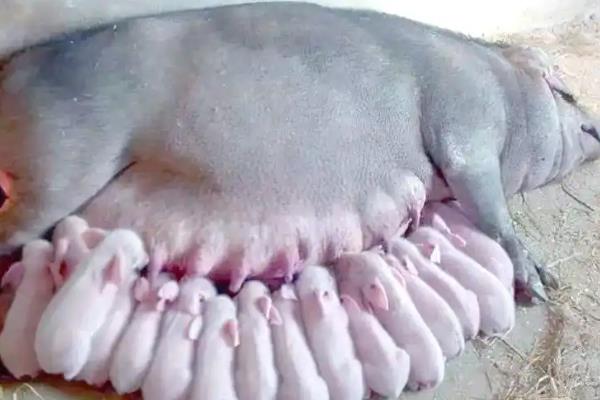 兽用氯前列醇钠的作用，可治疗初产母猪产后不发情