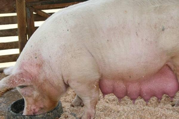 兽用氯前列醇钠的作用，可治疗初产母猪产后不发情