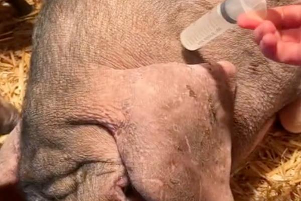 兽用氯前列醇钠的作用，可治疗初产母猪产后不发情