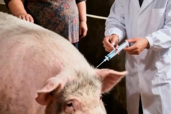 兽用氯前列醇钠的作用，可治疗初产母猪产后不发情