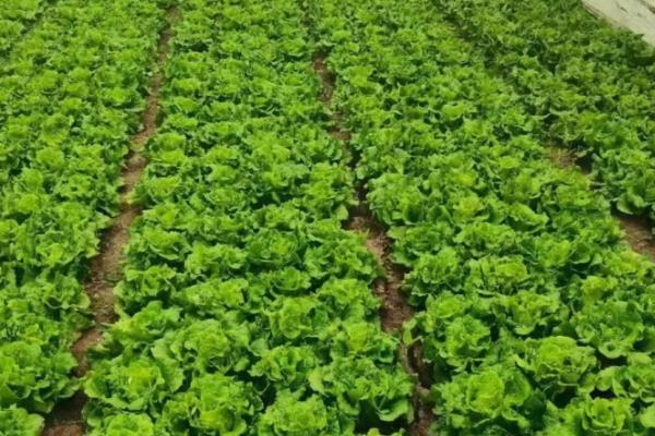 生菜是不是四季都能种植，不受季节限制但冬季要在温室中栽培