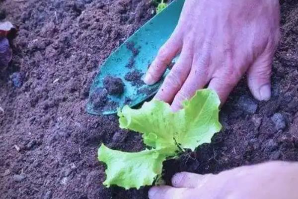 生菜是不是四季都能种植，不受季节限制但冬季要在温室中栽培