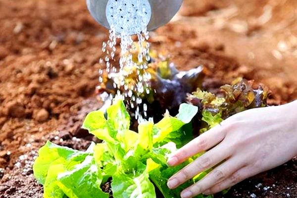 生菜是不是四季都能种植，不受季节限制但冬季要在温室中栽培