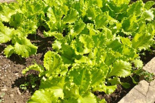 生菜是不是四季都能种植，不受季节限制但冬季要在温室中栽培