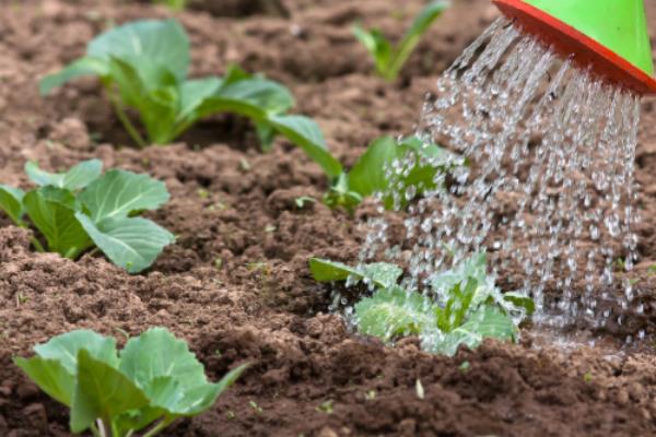 生菜是不是四季都能种植，不受季节限制但冬季要在温室中栽培