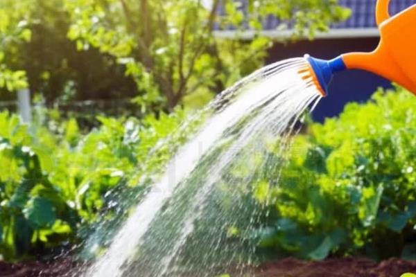 生菜是不是四季都能种植，不受季节限制但冬季要在温室中栽培