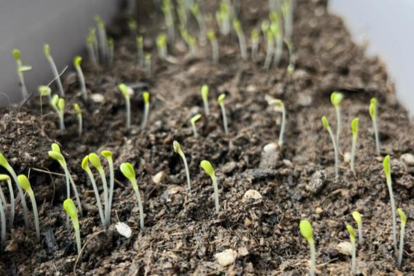 生菜是不是四季都能种植，不受季节限制但冬季要在温室中栽培
