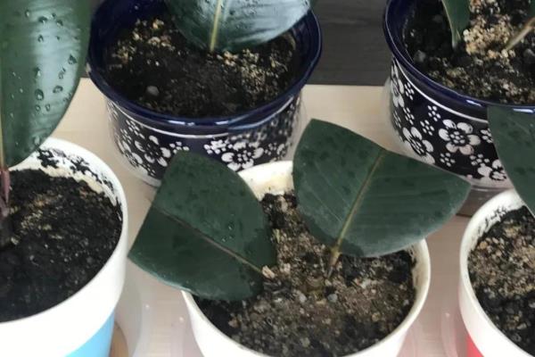 橡皮树扦插在几月，可以在6-7月份扦插