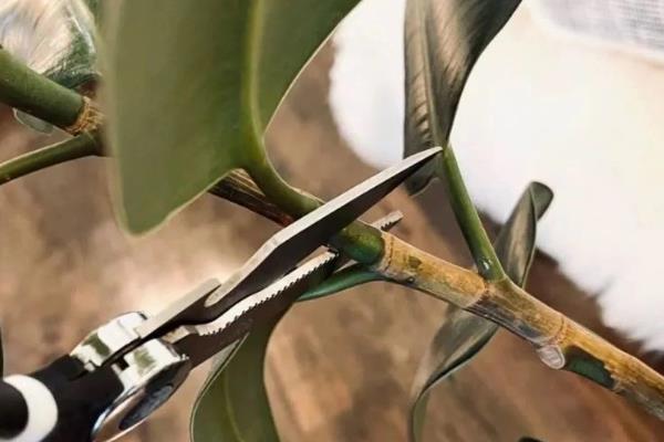 橡皮树扦插在几月，可以在6-7月份扦插