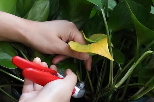 绿萝叶子掉了还可以长吗,不会再从原来的位置上长出