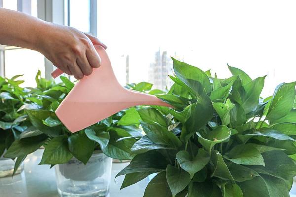 绿萝叶子掉了还可以长吗,不会再从原来的位置上长出