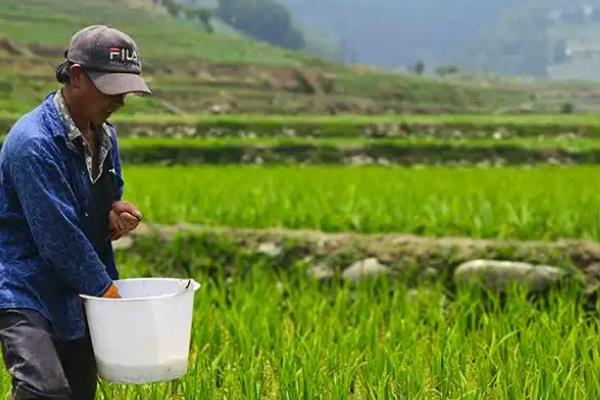 复合肥和有机肥的区别，养分含量不同