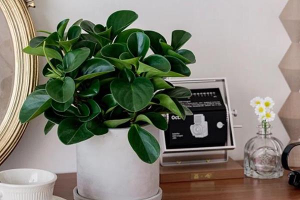 豆瓣绿的养殖方法，生长盛期每隔1-3天浇一次水