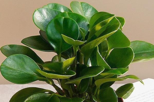 豆瓣绿的养殖方法，生长盛期每隔1-3天浇一次水