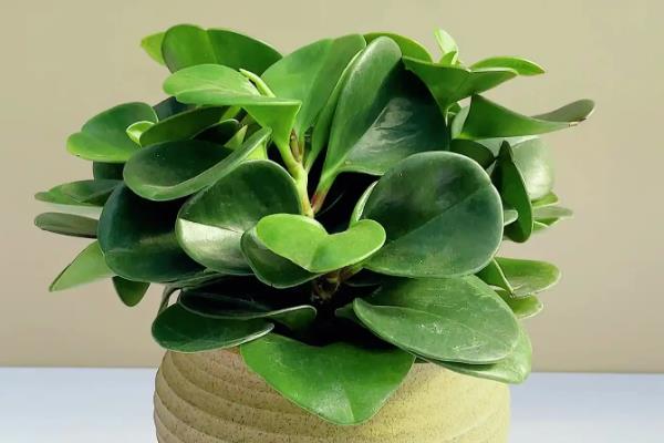 豆瓣绿的养殖方法，生长盛期每隔1-3天浇一次水