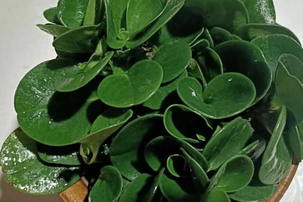 豆瓣绿的养殖方法，生长盛期每隔1-3天浇一次水