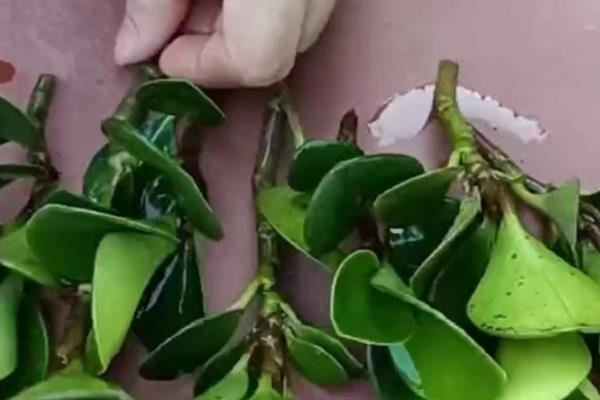 豆瓣绿的养殖方法，生长盛期每隔1-3天浇一次水