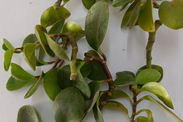 豆瓣绿的养殖方法，生长盛期每隔1-3天浇一次水