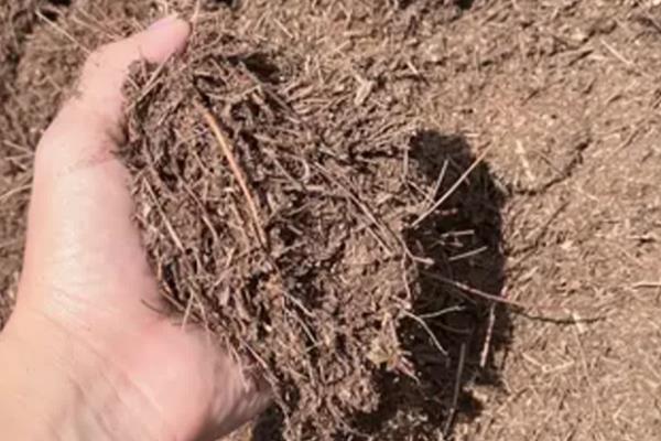 豆瓣绿的养殖方法，生长盛期每隔1-3天浇一次水