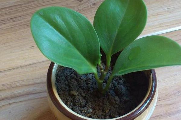 豆瓣绿的养殖方法，生长盛期每隔1-3天浇一次水