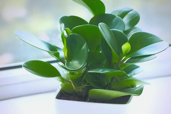 豆瓣绿的养殖方法，生长盛期每隔1-3天浇一次水