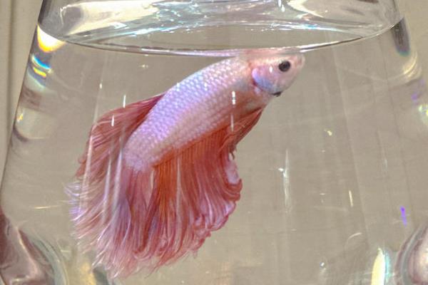 养斗鱼用哪种水质，最好是用井水