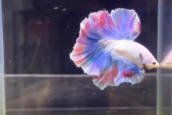 养斗鱼用哪种水质，最好是用井水