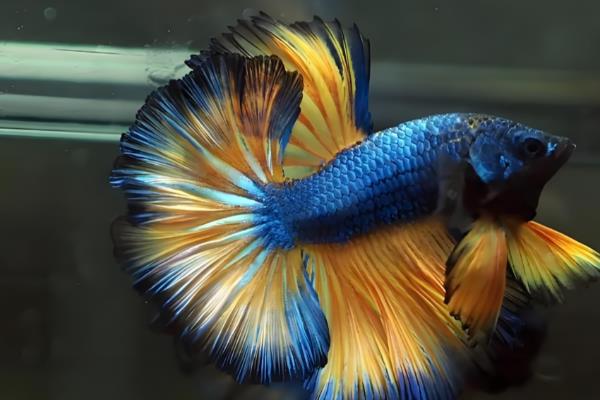 养斗鱼用哪种水质，最好是用井水