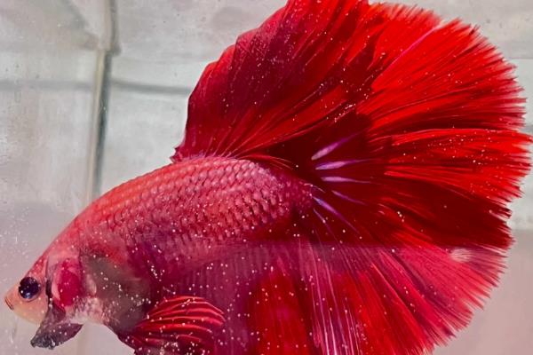 养斗鱼用哪种水质，最好是用井水