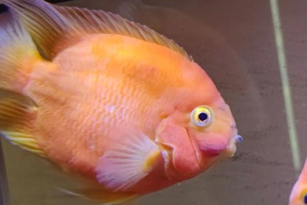 鹦鹉鱼炸鳞能不能放盐，放盐后可以起到治疗效果