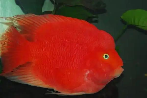 鹦鹉鱼炸鳞能不能放盐，放盐后可以起到治疗效果