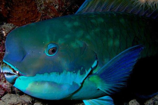 鹦鹉鱼炸鳞能不能放盐，放盐后可以起到治疗效果