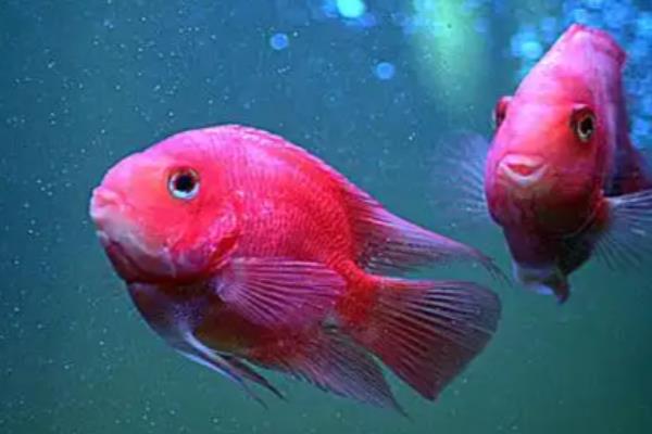 鹦鹉鱼炸鳞能不能放盐，放盐后可以起到治疗效果