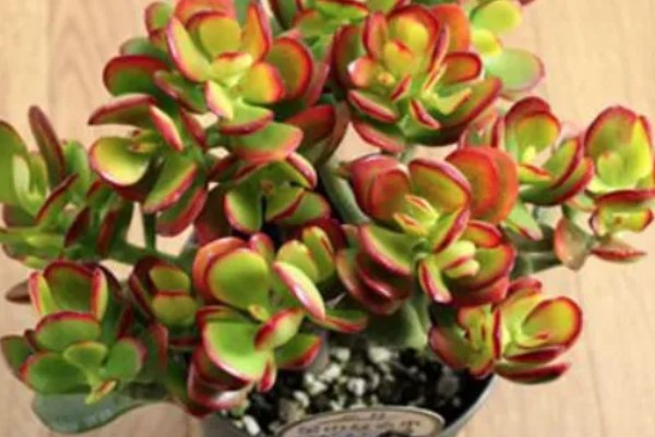 黄金花月的浇水方法，春秋季节每隔5-7天浇一次