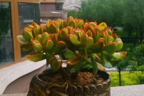 黄金花月的浇水方法，春秋季节每隔5-7天浇一次