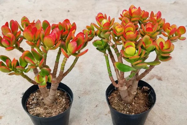 黄金花月的浇水方法，春秋季节每隔5-7天浇一次