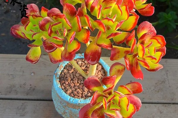 黄金花月的浇水方法，春秋季节每隔5-7天浇一次