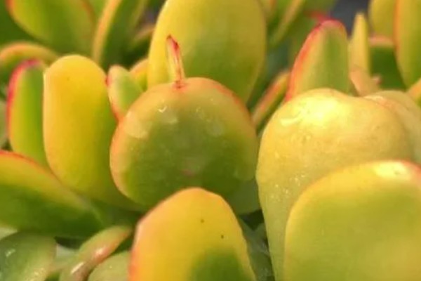 黄金花月的浇水方法，春秋季节每隔5-7天浇一次