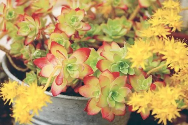 黄金花月的浇水方法，春秋季节每隔5-7天浇一次