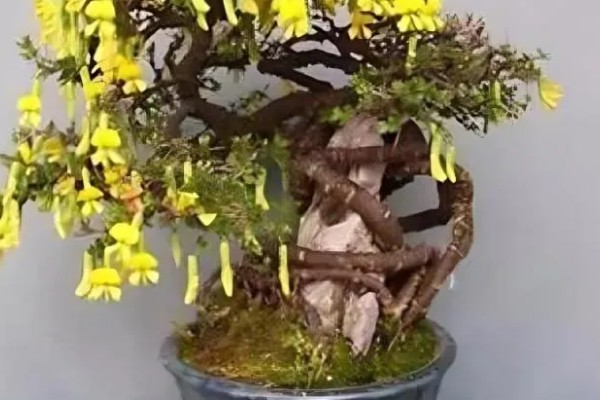 怎么养红花锦鸡儿盆景，掌握干则浇水浇则浇透的原则